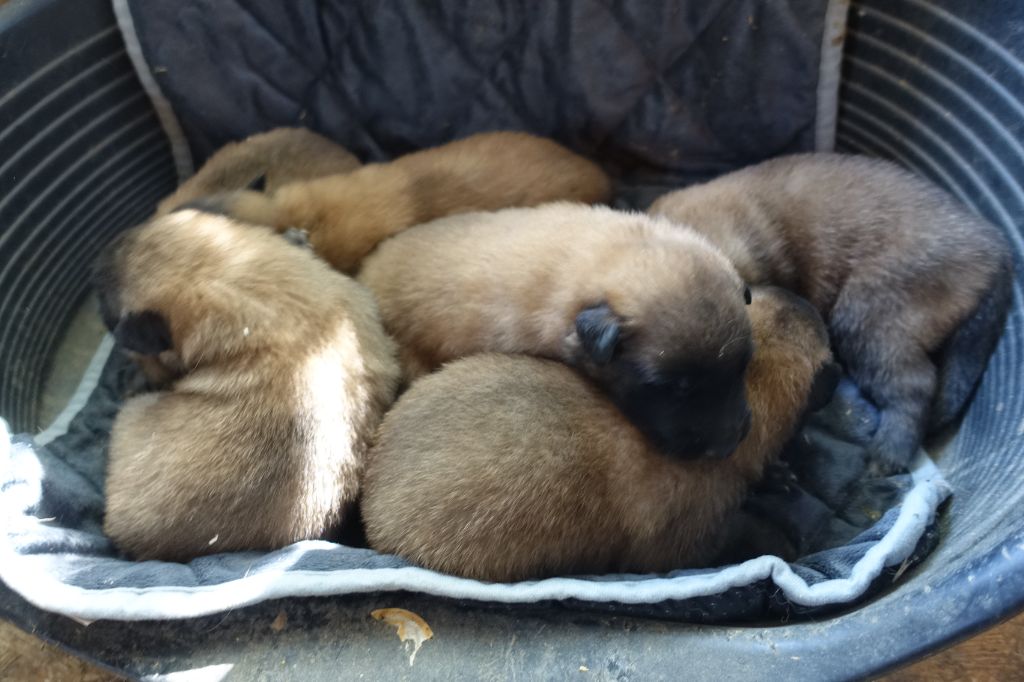 chiot Berger Belge De La Croix De Volon