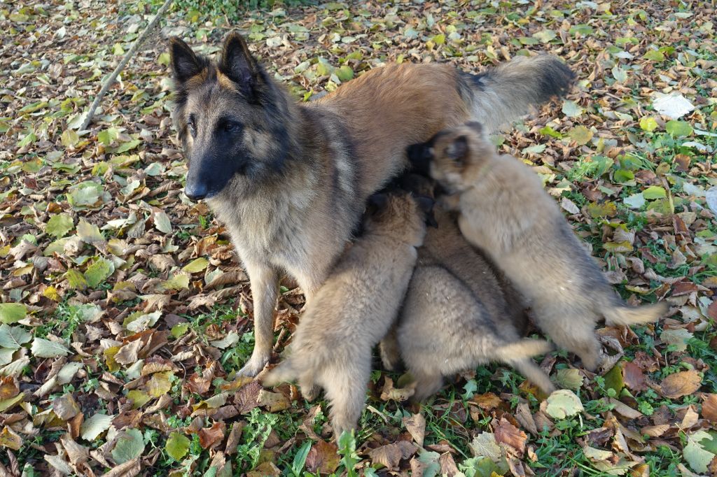 vaccination pour la portée rhea oscar